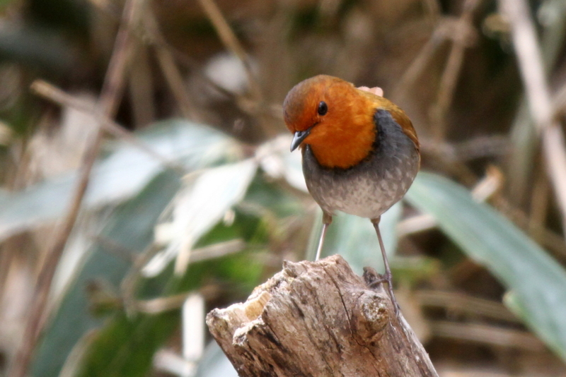 f:id:digibirds:20130507095337j:image