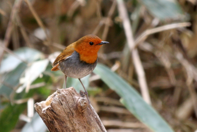 f:id:digibirds:20130507095338j:image