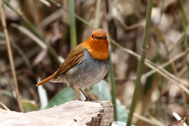 f:id:digibirds:20130507095340j:image