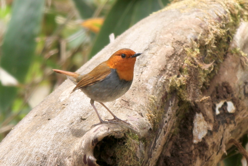 f:id:digibirds:20130507095342j:image