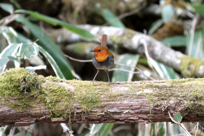 f:id:digibirds:20130507095343j:image