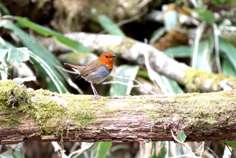 f:id:digibirds:20130507095345j:image