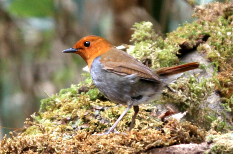 f:id:digibirds:20130508114849j:image