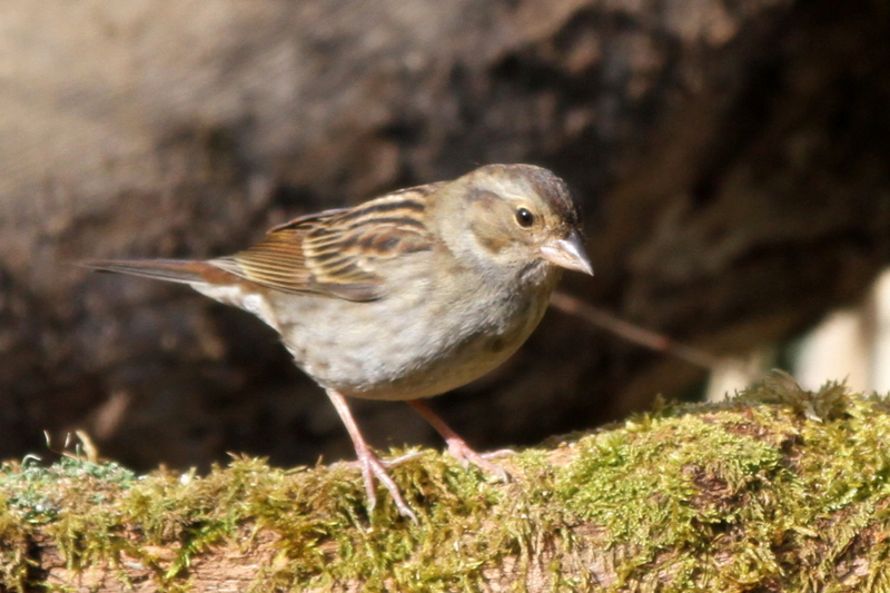 f:id:digibirds:20130510090606j:image