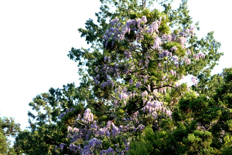 f:id:digibirds:20130512095857j:image