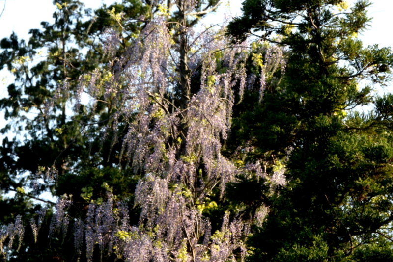 f:id:digibirds:20130512095901j:image