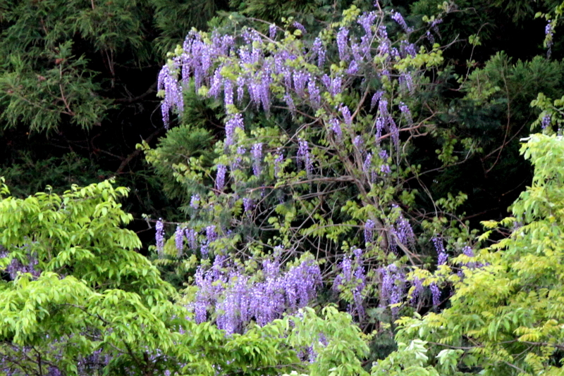 f:id:digibirds:20130512095907j:image