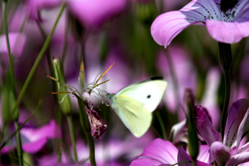 f:id:digibirds:20130518171648j:image