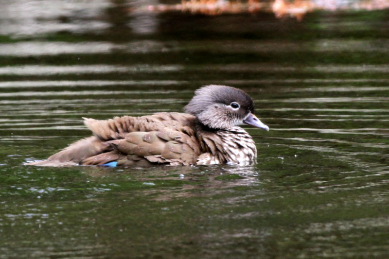 f:id:digibirds:20130521101947j:image
