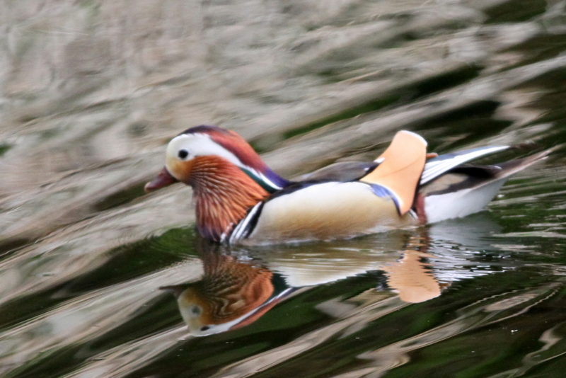 f:id:digibirds:20130521101951j:image