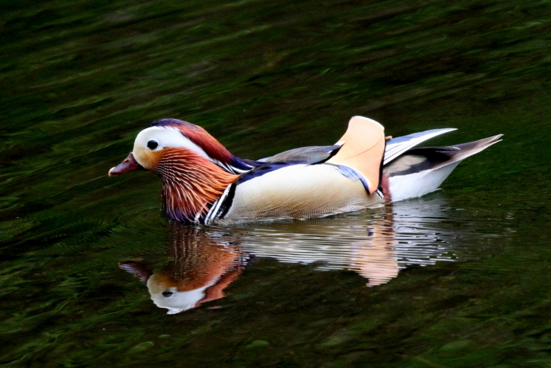 f:id:digibirds:20130521101952j:image