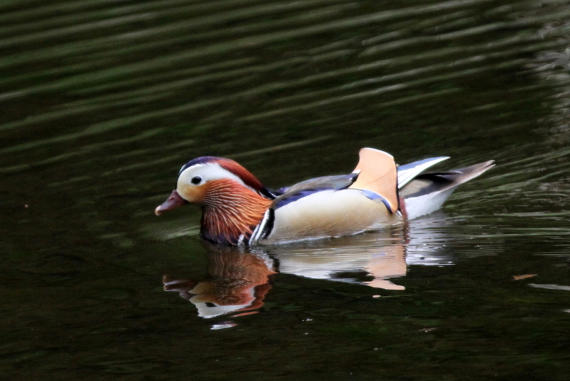 f:id:digibirds:20130521101954j:image