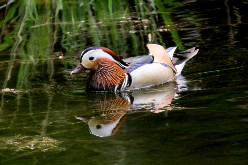 f:id:digibirds:20130521101955j:image