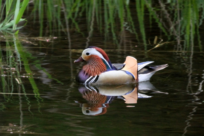 f:id:digibirds:20130521101957j:image