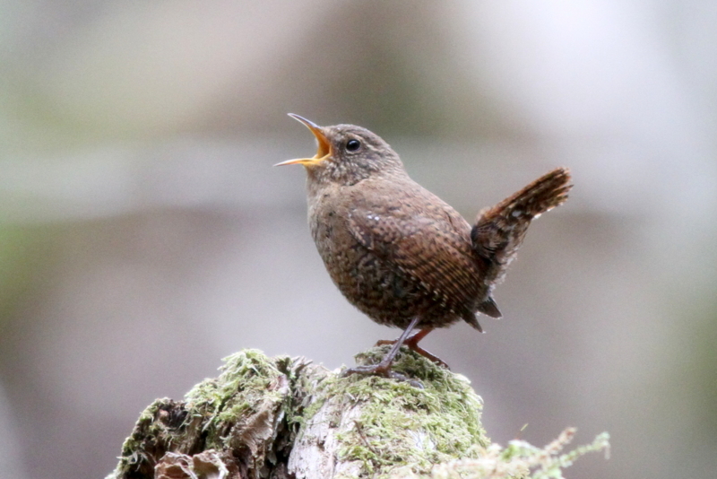 f:id:digibirds:20130522084946j:image