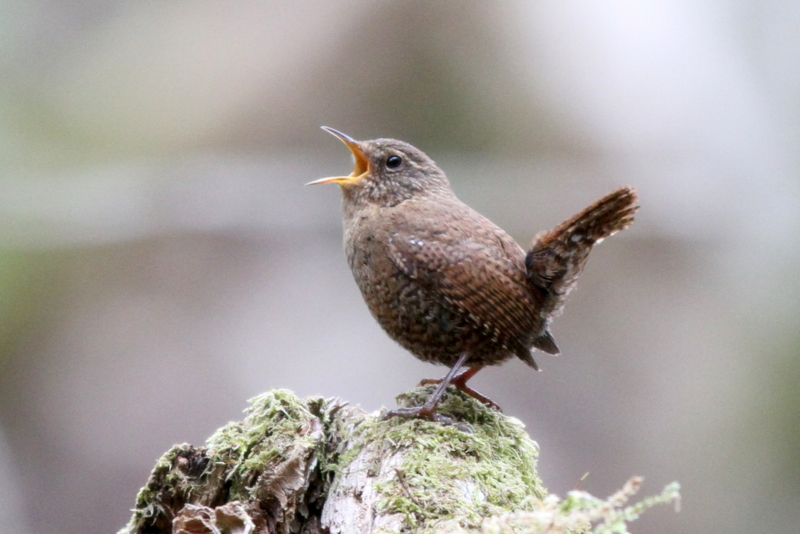 f:id:digibirds:20130522084950j:image