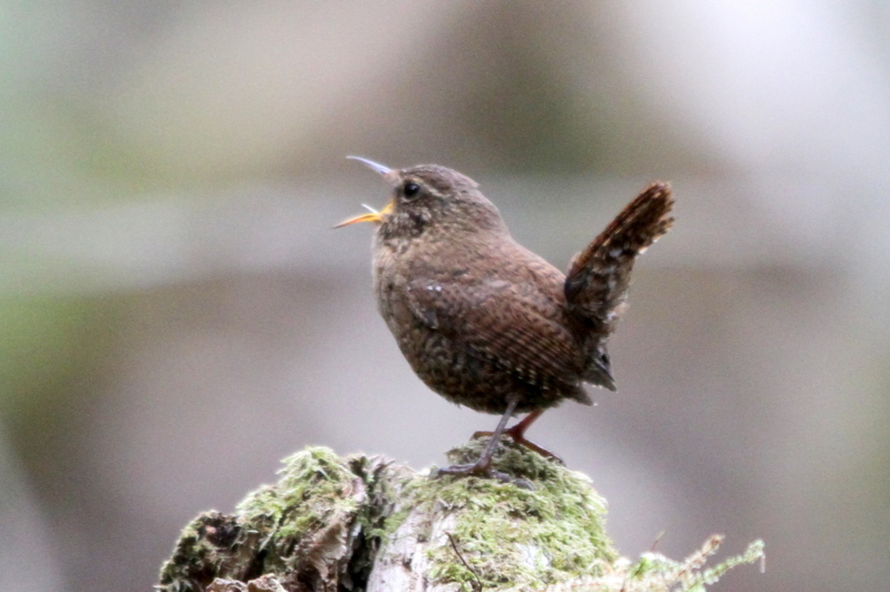 f:id:digibirds:20130522084954j:image