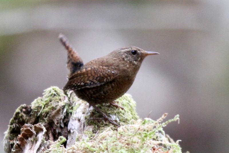 f:id:digibirds:20130522084955j:image