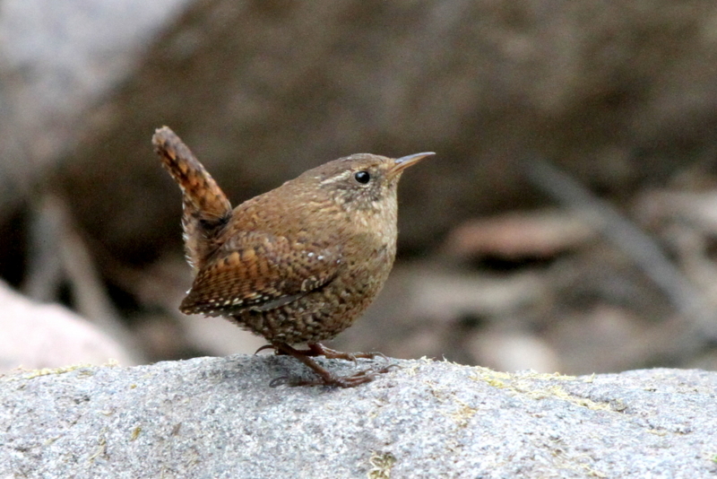 f:id:digibirds:20130522084958j:image