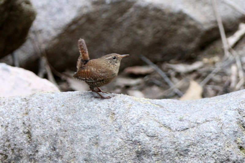 ミソサザイの囀り - なかなかなかね野鳥と自然の写真館
