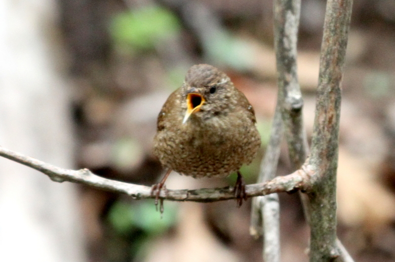 f:id:digibirds:20130522085002j:image