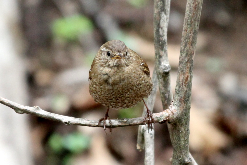 f:id:digibirds:20130522085003j:image