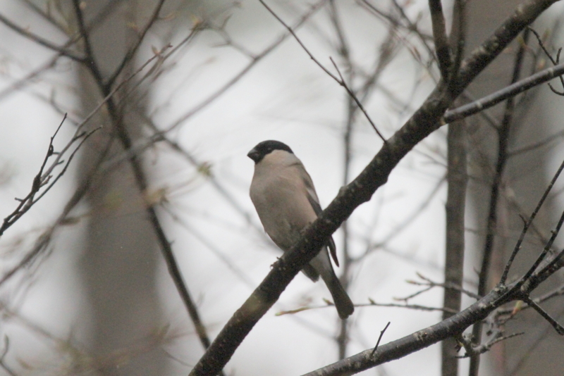 f:id:digibirds:20130524094706j:image f:id:digibirds:20130524094706j:image