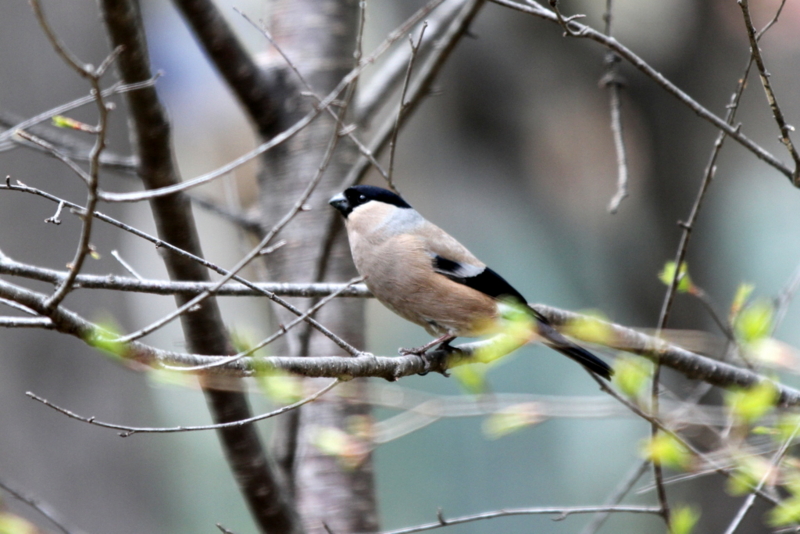 f:id:digibirds:20130524094711j:image f:id:digibirds:20130524094711j:image