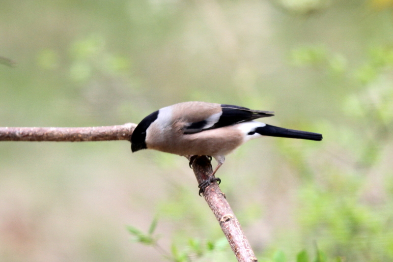 f:id:digibirds:20130524094714j:image f:id:digibirds:20130524094714j:image