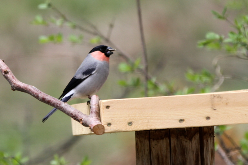 f:id:digibirds:20130524094715j:image f:id:digibirds:20130524094715j:image