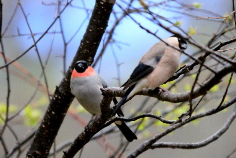 f:id:digibirds:20130524094717j:image f:id:digibirds:20130524094717j:image