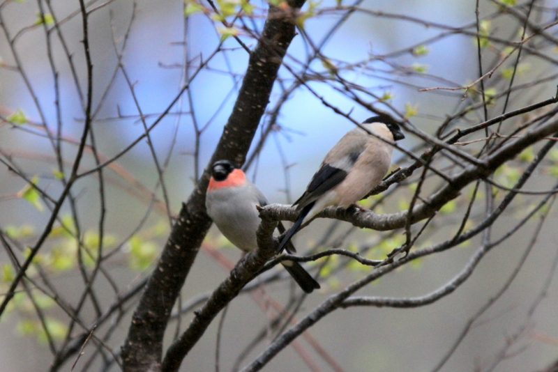 f:id:digibirds:20130524094720j:image f:id:digibirds:20130524094720j:image