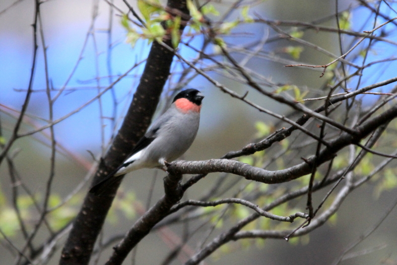 f:id:digibirds:20130524094722j:image f:id:digibirds:20130524094722j:image