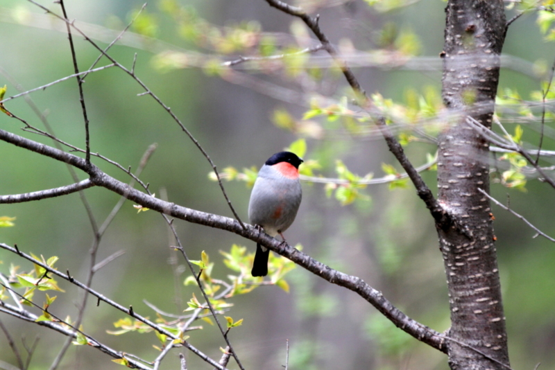 f:id:digibirds:20130524094725j:image f:id:digibirds:20130524094725j:image