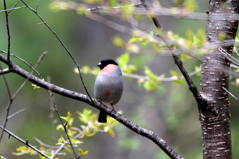 f:id:digibirds:20130524094728j:image f:id:digibirds:20130524094728j:image