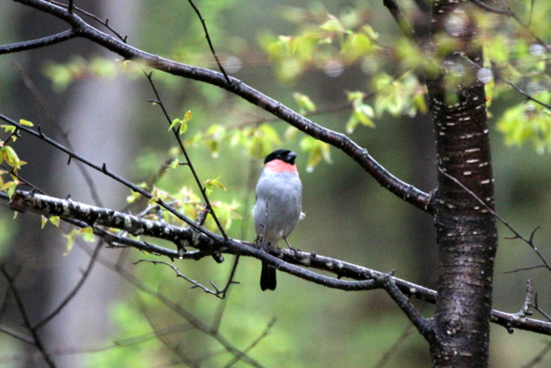 f:id:digibirds:20130524094730j:image f:id:digibirds:20130524094730j:image