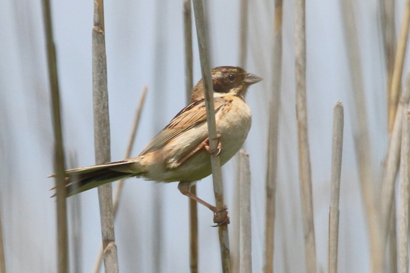 f:id:digibirds:20130525204903j:image