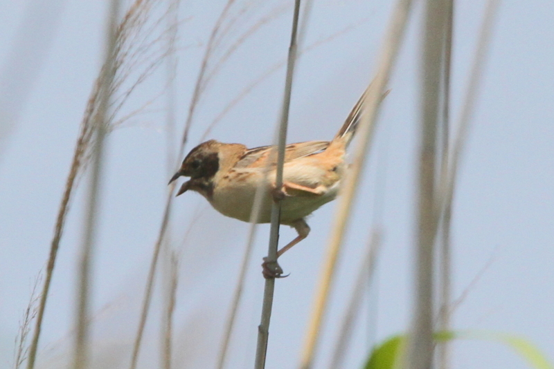 f:id:digibirds:20130525204907j:image