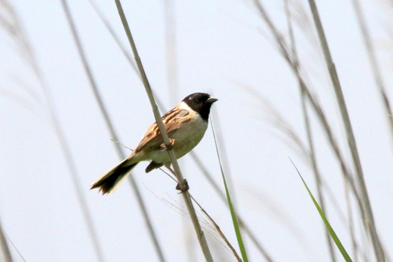 f:id:digibirds:20130525204909j:image