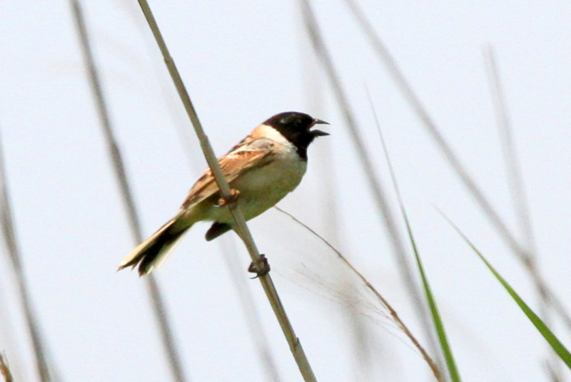 f:id:digibirds:20130525204915j:image