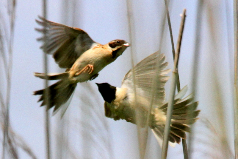f:id:digibirds:20130525204918j:image