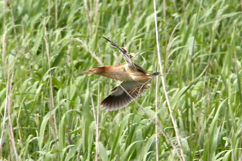 f:id:digibirds:20130528072611j:image