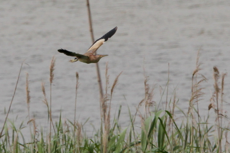 f:id:digibirds:20130528072613j:image
