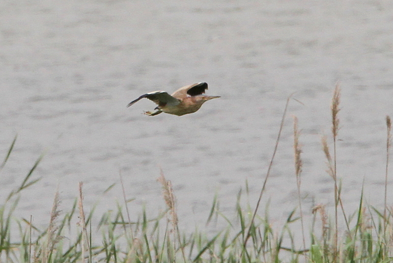 f:id:digibirds:20130528072614j:image