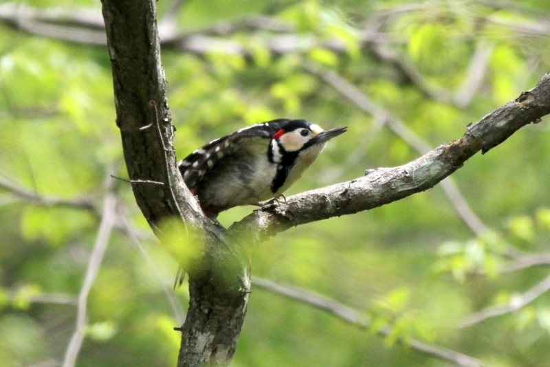 f:id:digibirds:20130528173216j:image