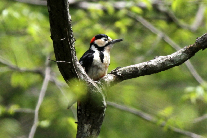 f:id:digibirds:20130528173218j:image