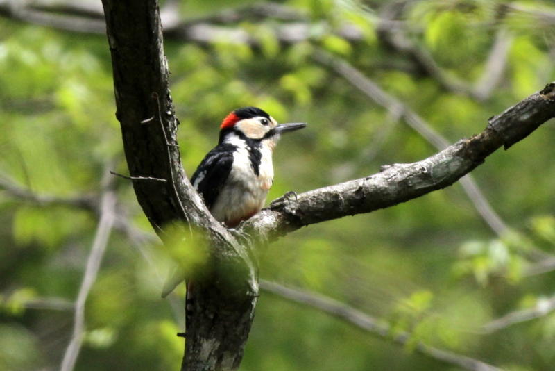 f:id:digibirds:20130528173220j:image