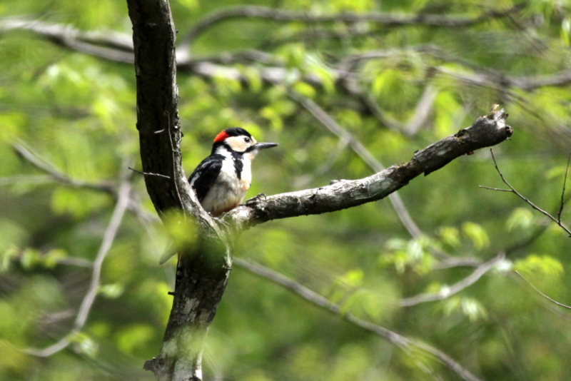 f:id:digibirds:20130528173222j:image