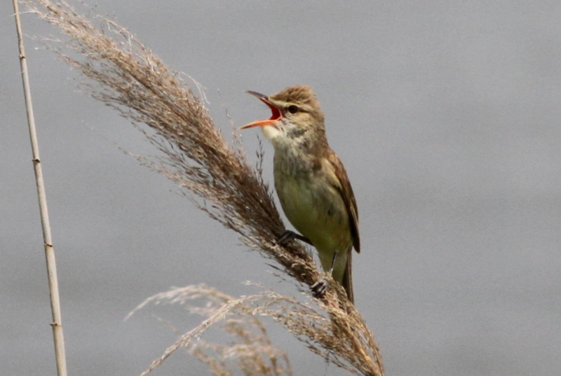 f:id:digibirds:20130529190645j:image f:id:digibirds:20130529190645j:image