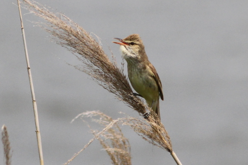 f:id:digibirds:20130529190647j:image f:id:digibirds:20130529190647j:image